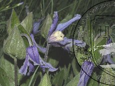 Ломонос цельнолистный 002